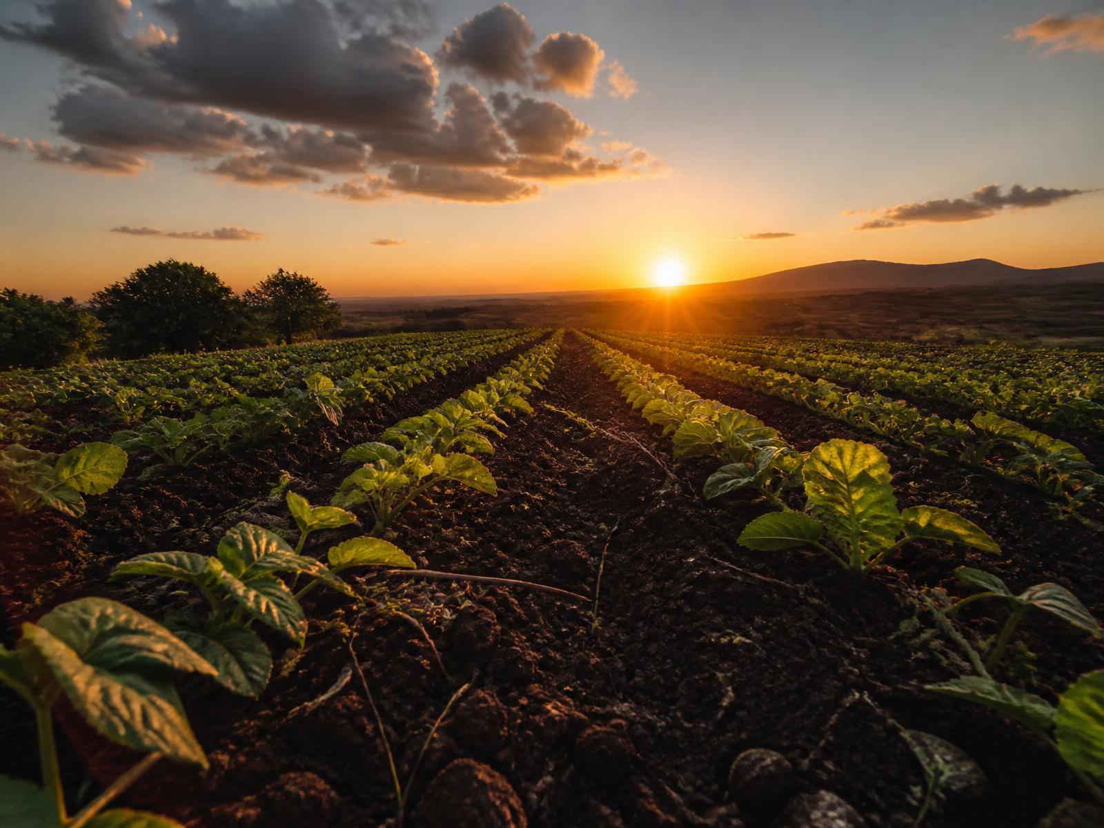 Lavoura em linhas ao pôr do sol no interior de Pernambuco